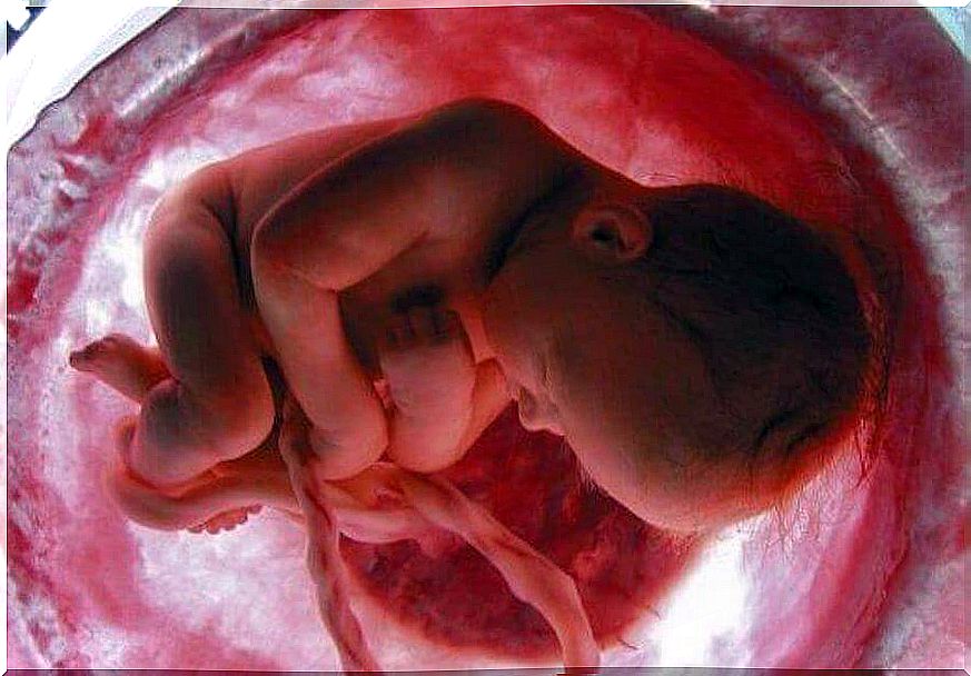 fetus in the womb