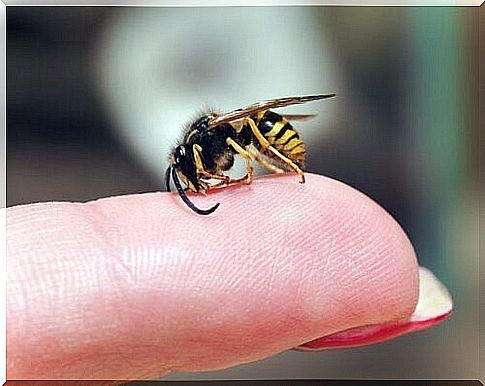 Wasp sting