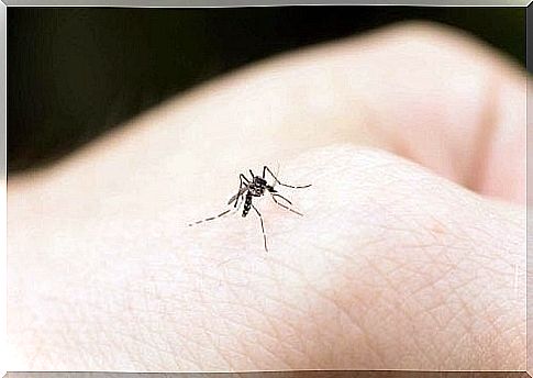 Mosquitoes on one hand