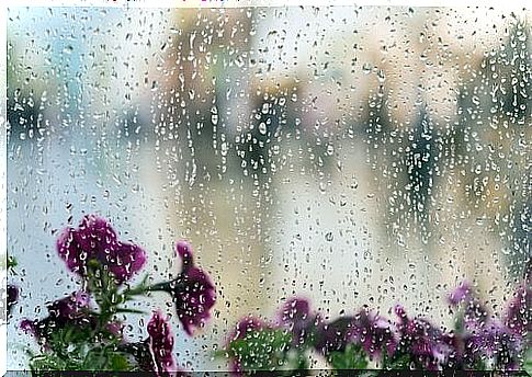 Flowers seen through wet window